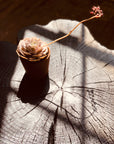 A small potted succulent with a long stem and tiny buds sits on the sunlit Jupiter Coffee Table - Shou Sugi Ban by SOBU, its cracked ash wood surface resembling a tree stump while dramatic shadows highlight its textures.